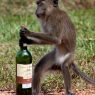 Profilna slika od DrunkO_OMonkey