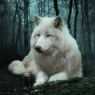 Profilna slika od WhiteWolf